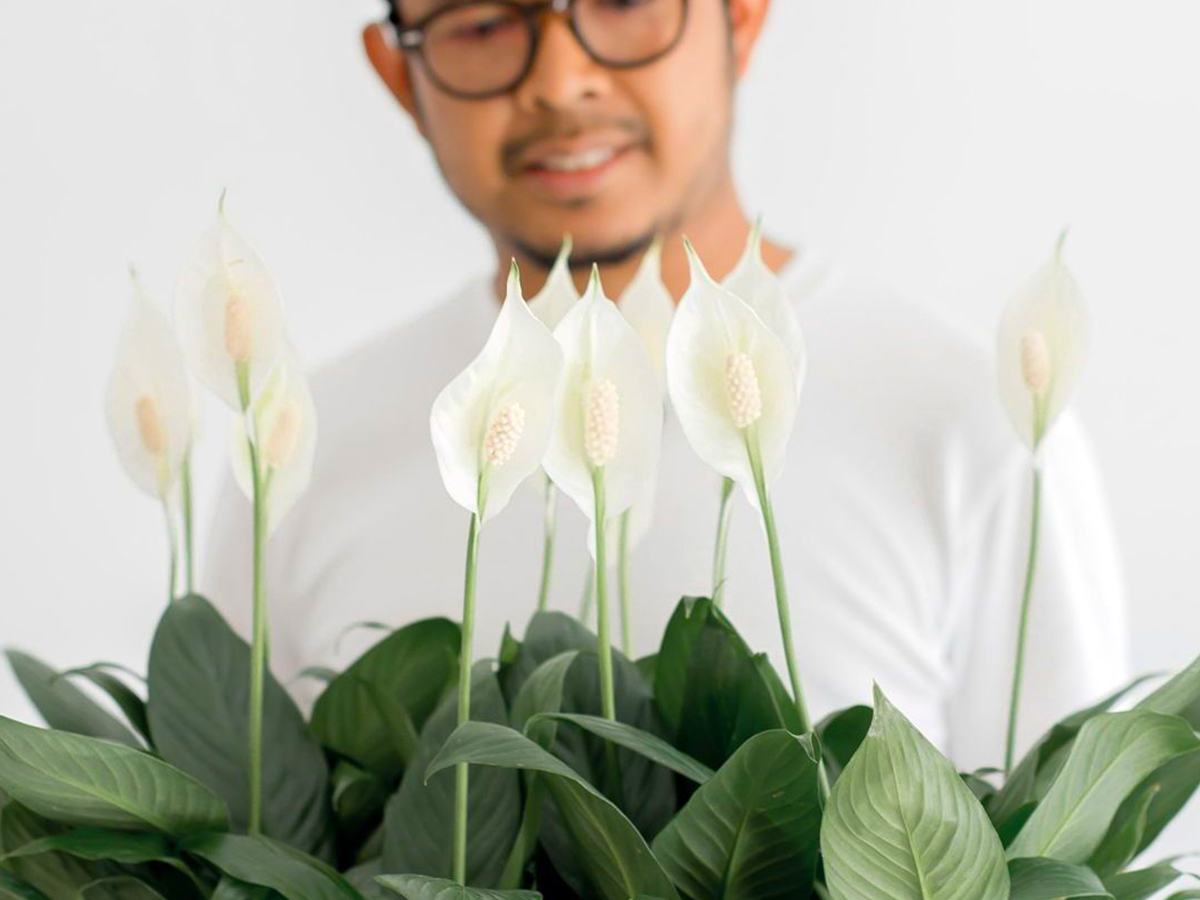 Spathiphyllum peace lily plant by plnt.co