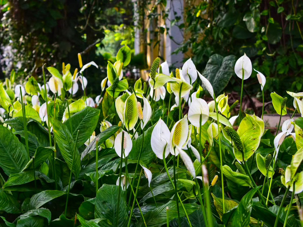 Peace lily plants in garden