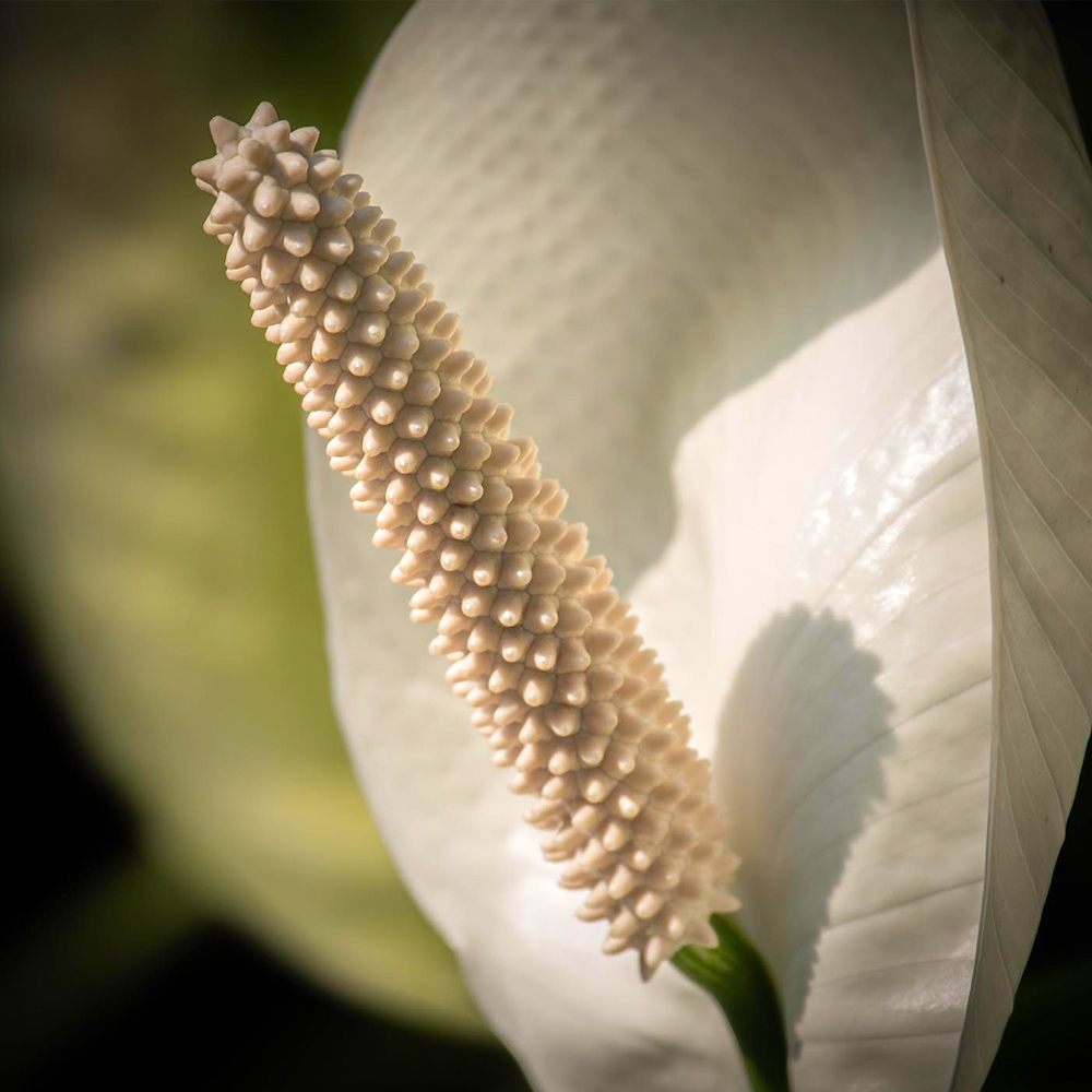 Spathiphyllum flowers and spathe