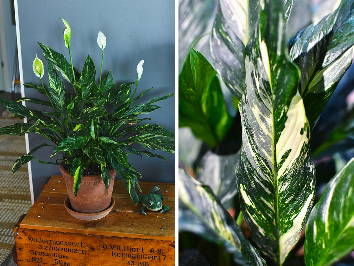 Variegated peace lily