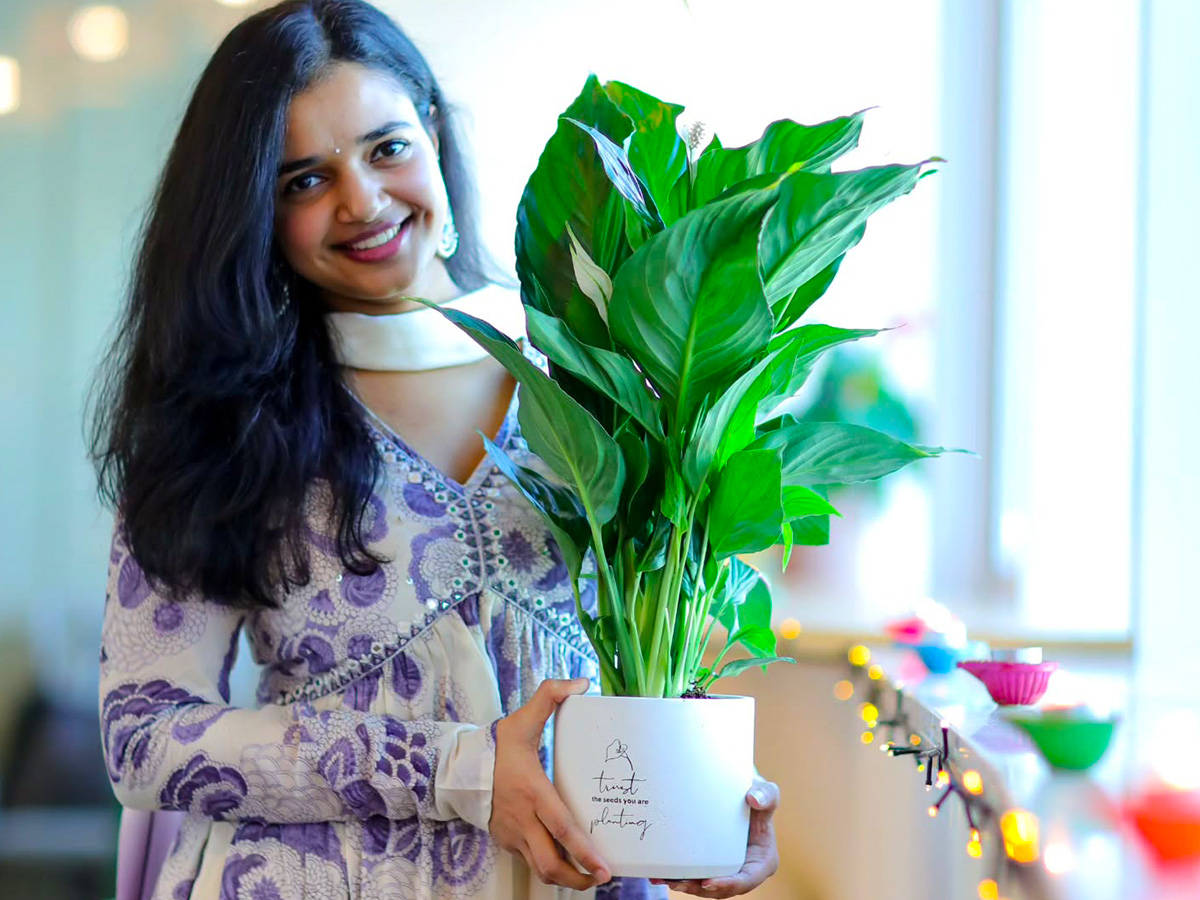 Spathiphyllum peace lily for Diwali