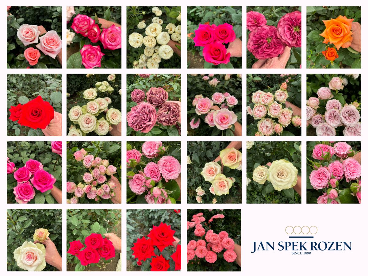 Jan Spek Rozen 22 new varieties