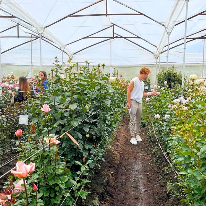 Alexandra Farms garden roses