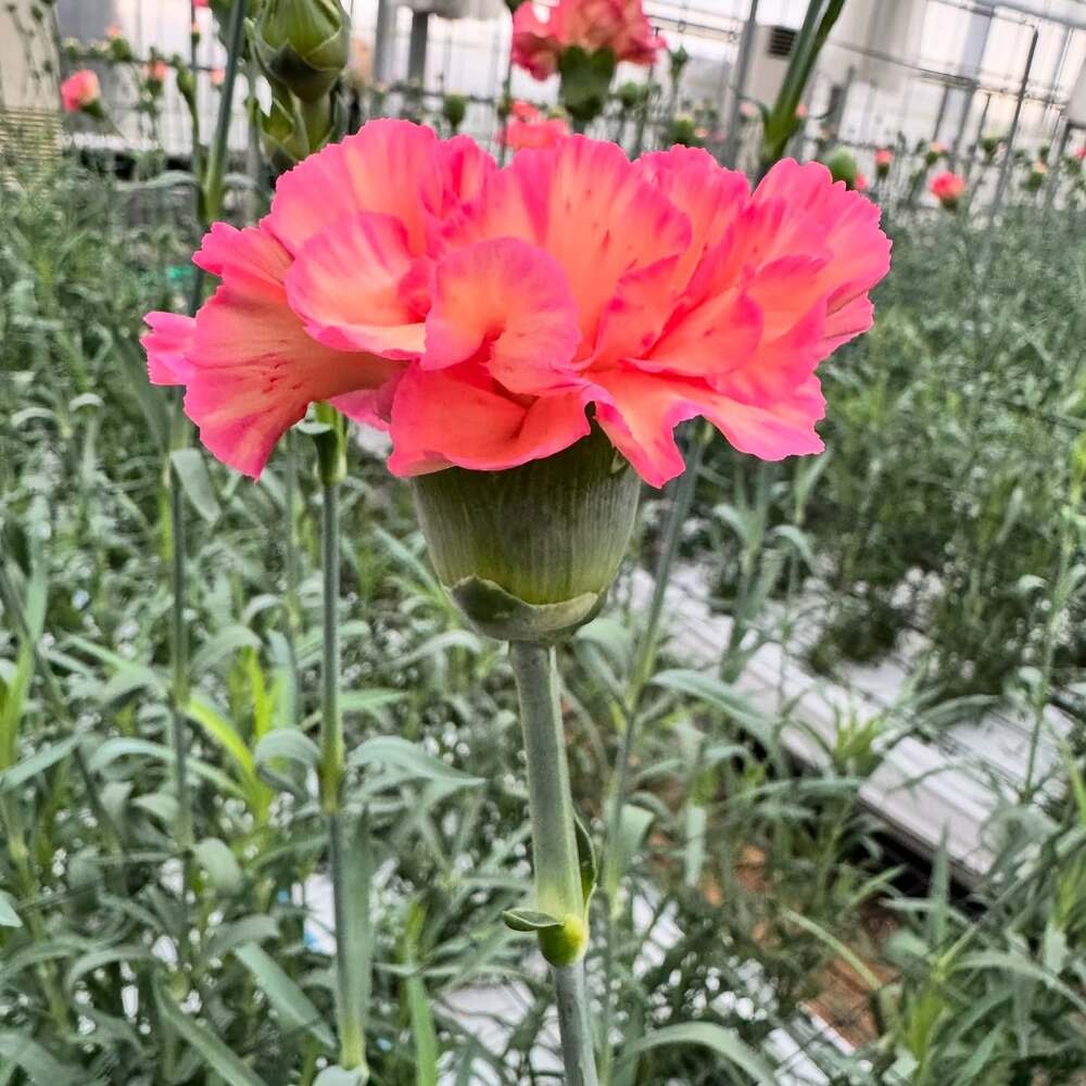 carnation flower in the shades of pink