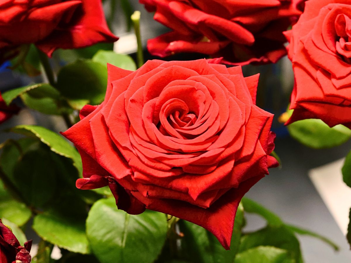 Rose red Naomi from grower Porta Nova Rose red Naomi from grower Porta Nova