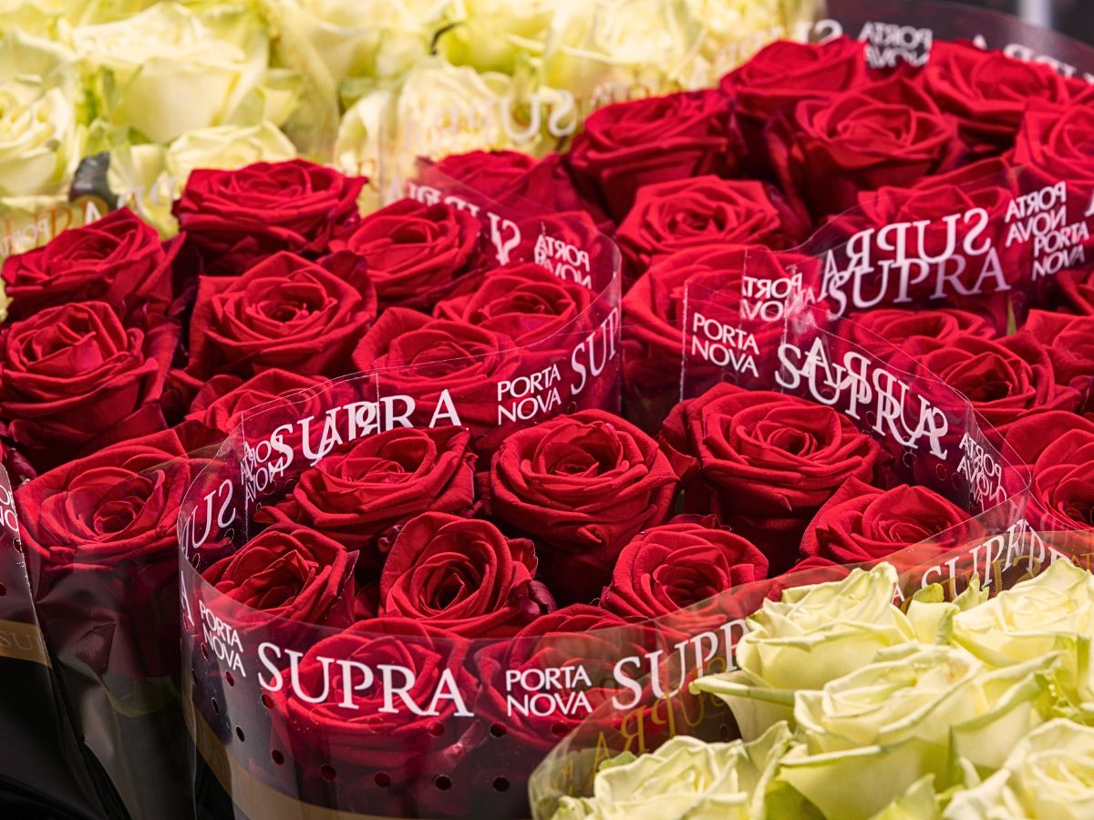 Porta Nova Presents Supra, the Ultimate Rose Red Naomi Experience for Valentine’s