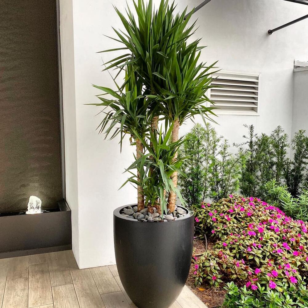 Indoor plant for your home