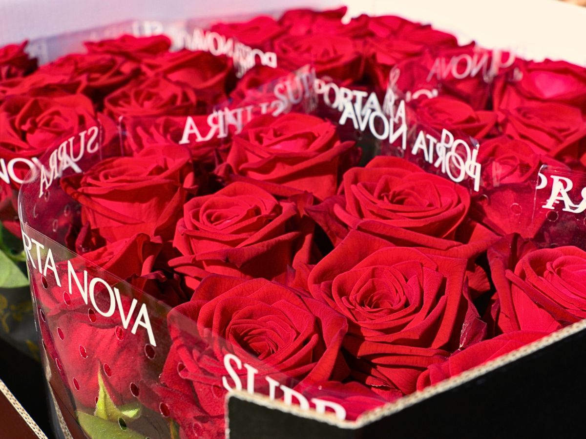 Porta Nova Presents Supra, the Ultimate Rose Red Naomi Experience for Valentine’s