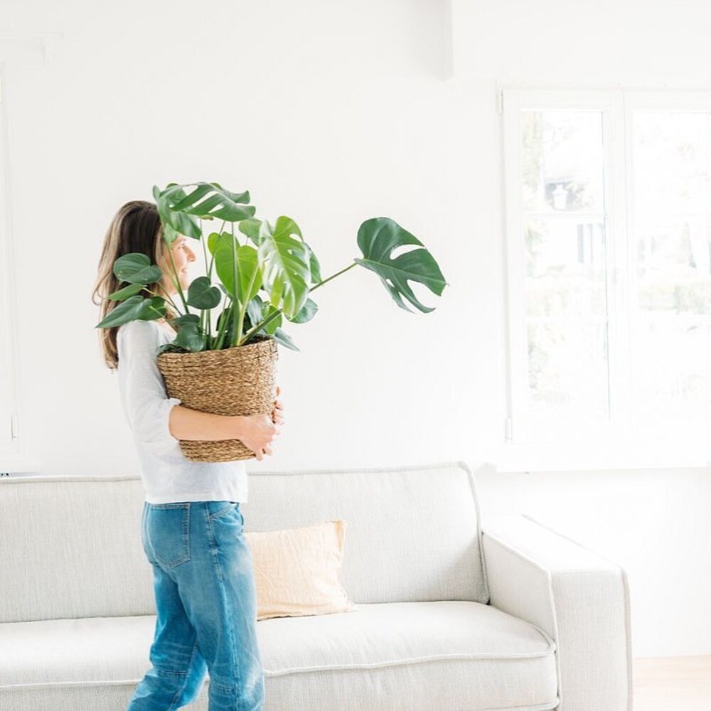 lady shifting plant in home 