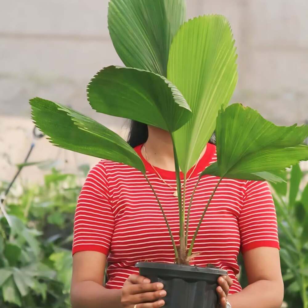 lady holding outdoor plant