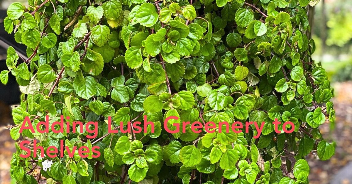 Swedish ivy care Thursd Article Header Image