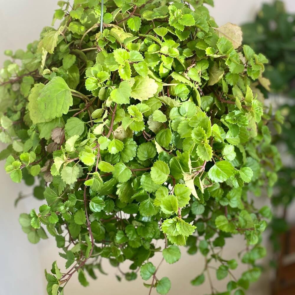 swedish ivy or plectranthus verticillatus are one of the easiest plants to grow outdoors