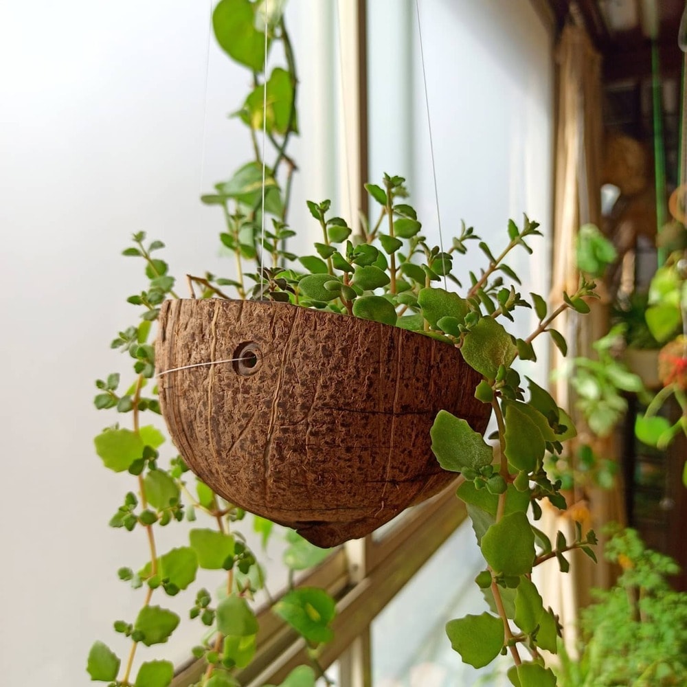 hanging swedish ivy houseplant, aka plectranthus verticillatus