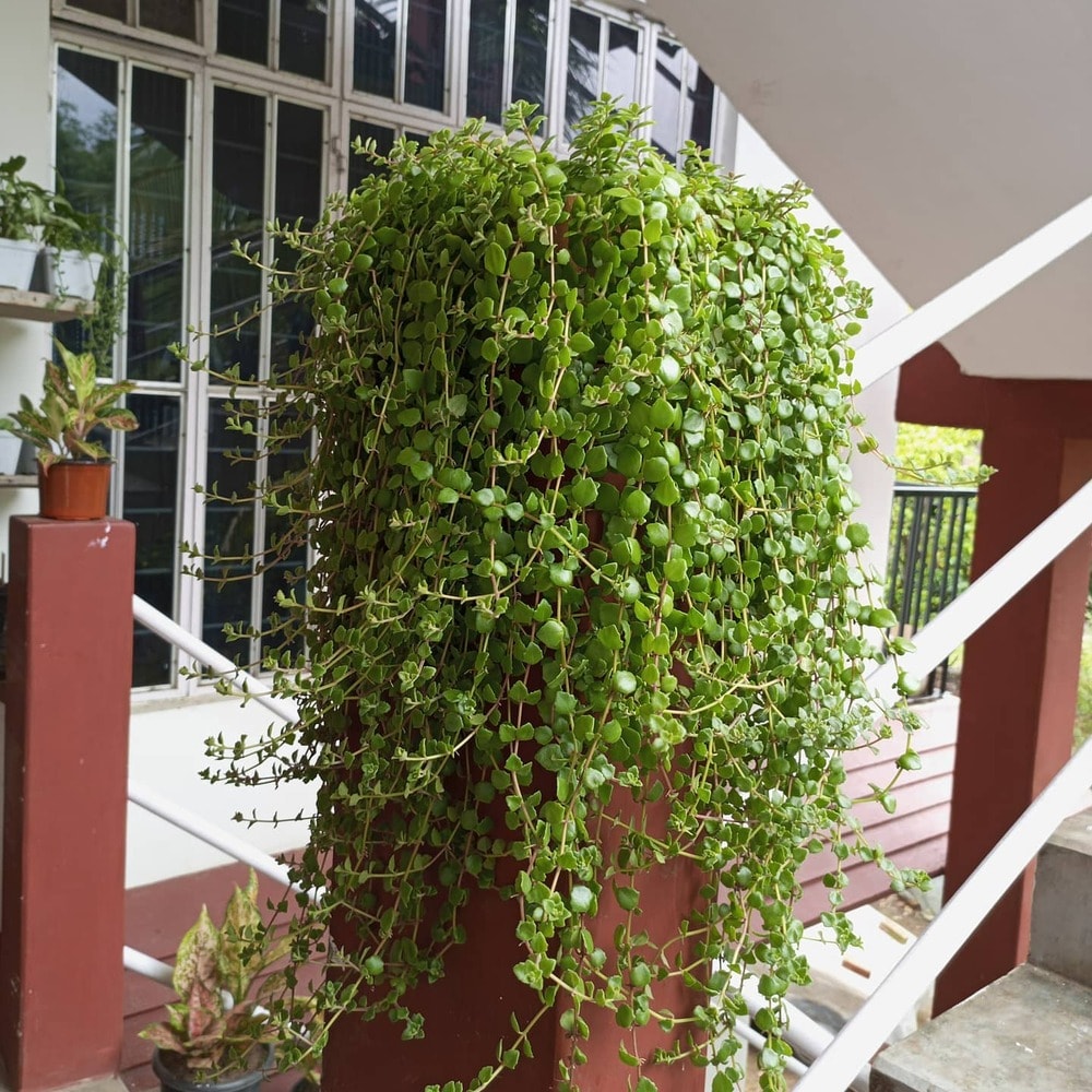 plectranthus verticillatus or swedish ivy care