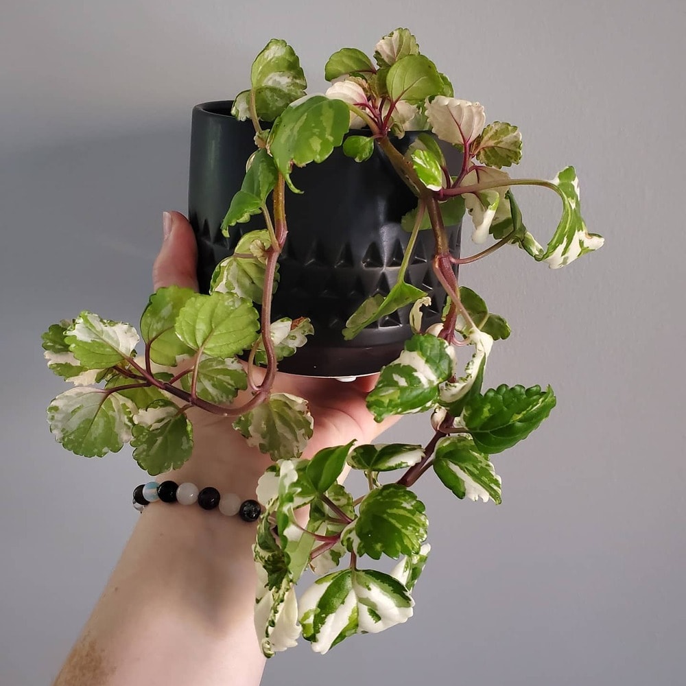 potted swedish ivy