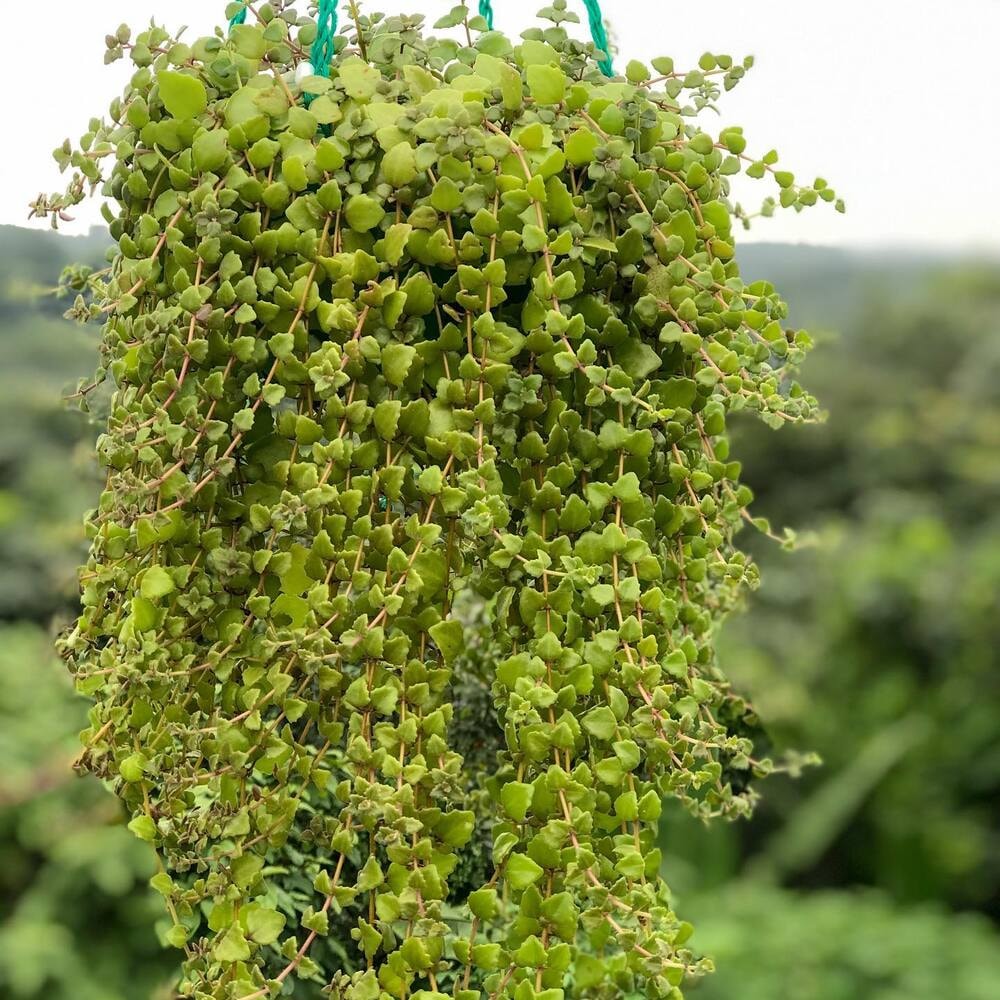 hanging swedish ivy outdoors