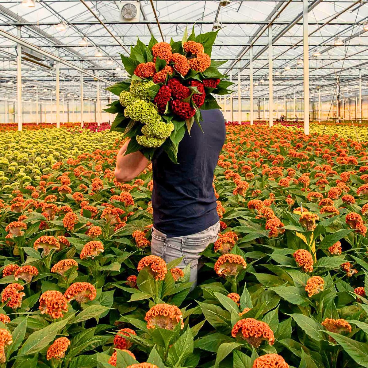 Understanding the Concept of Sustainability in Floriculture