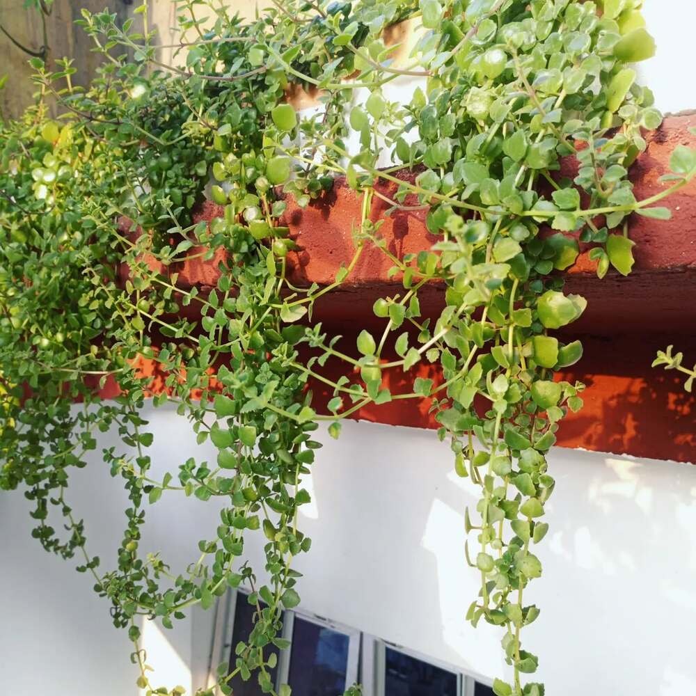 swedish ivy hanging from a balcony