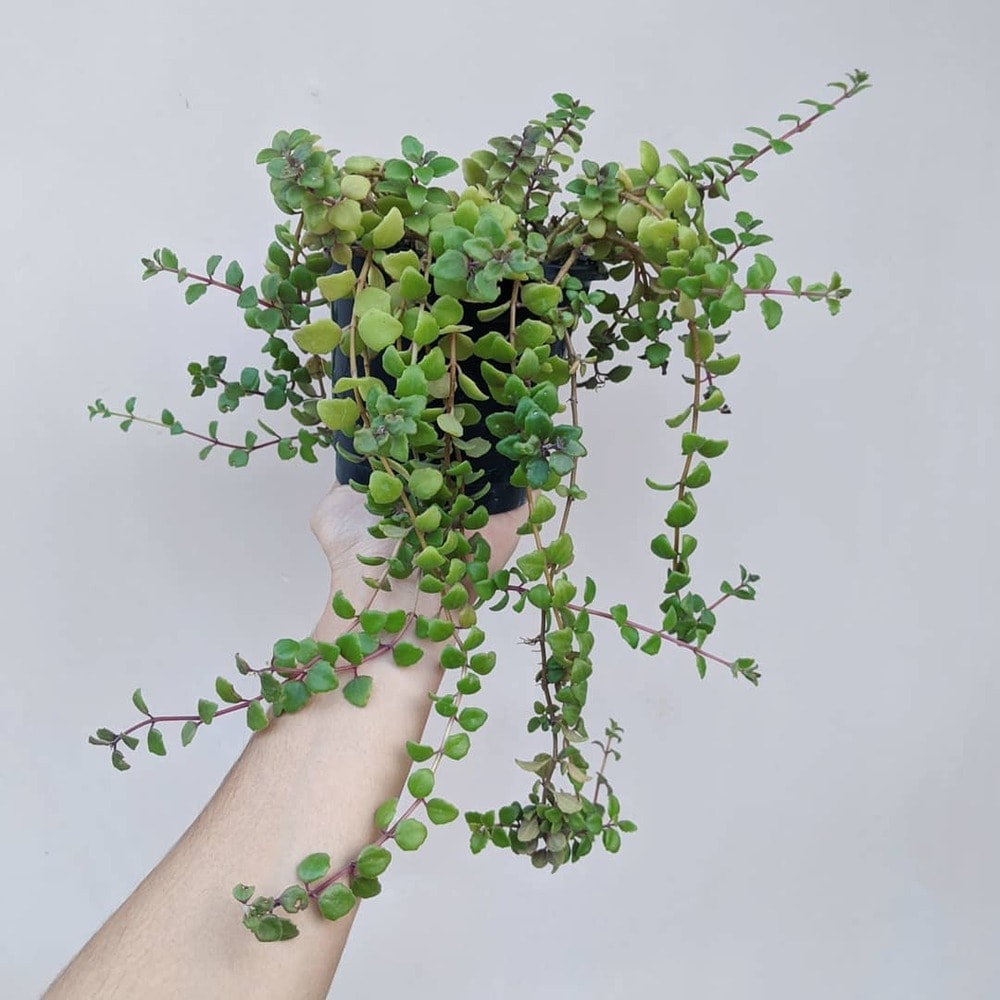 hand holding a pot of swedish ivy