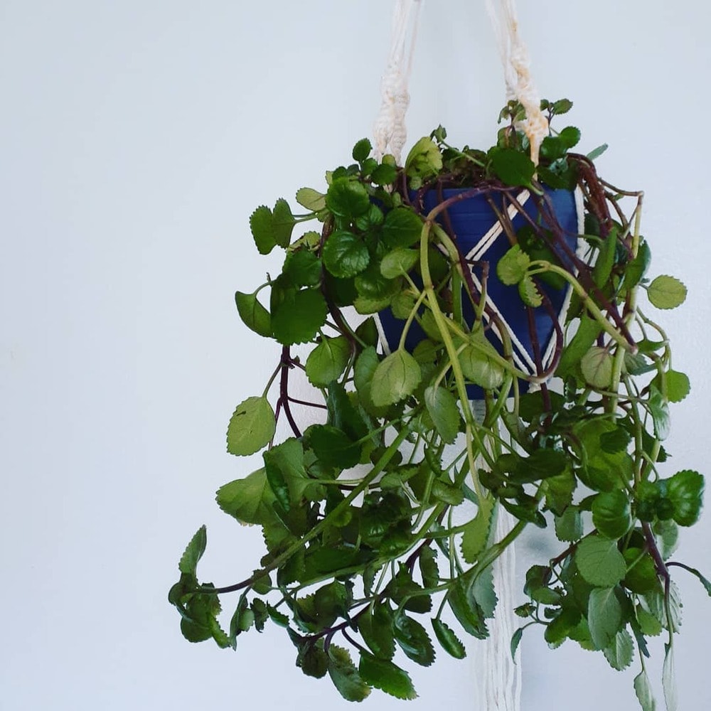 swedish ivy houseplants