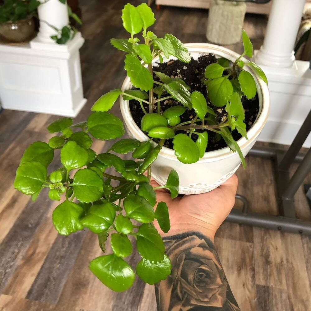 fast grower swedish ivy needs a new pot due to its quick growth and spread habit