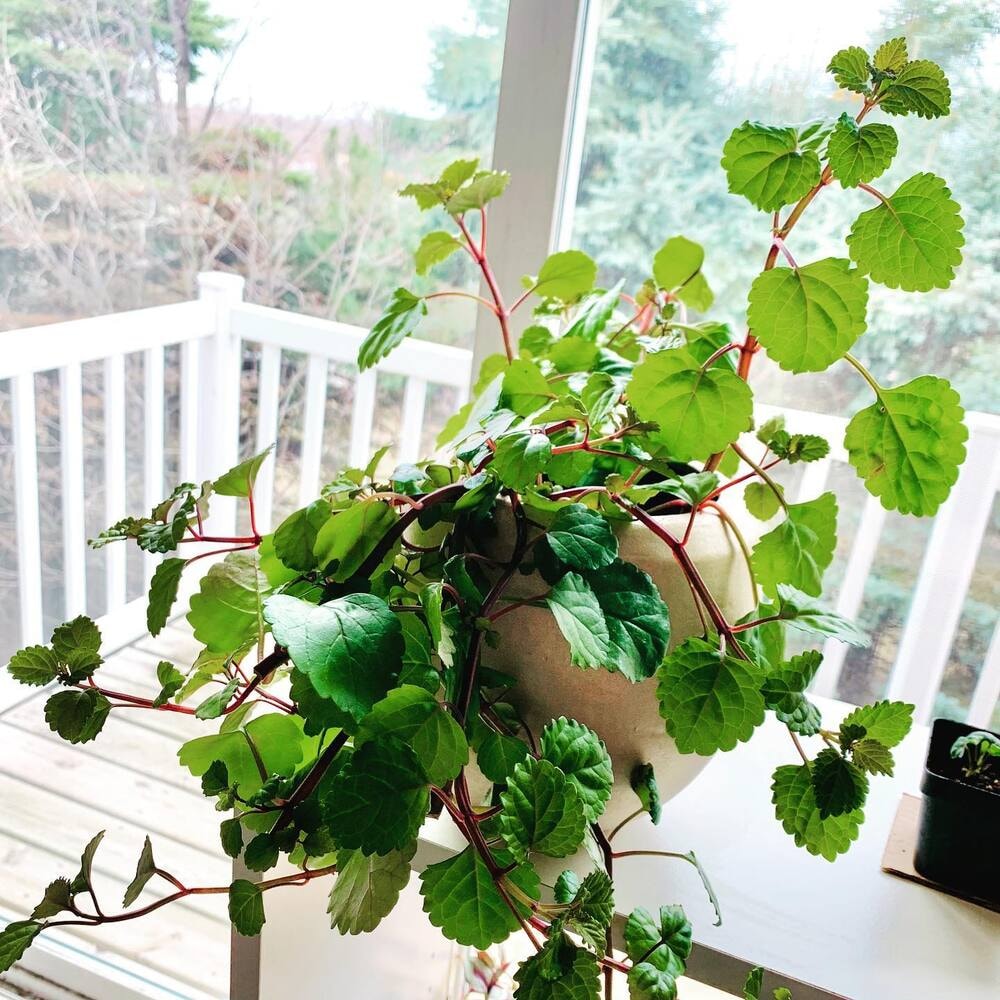 swedish ivy in a pot