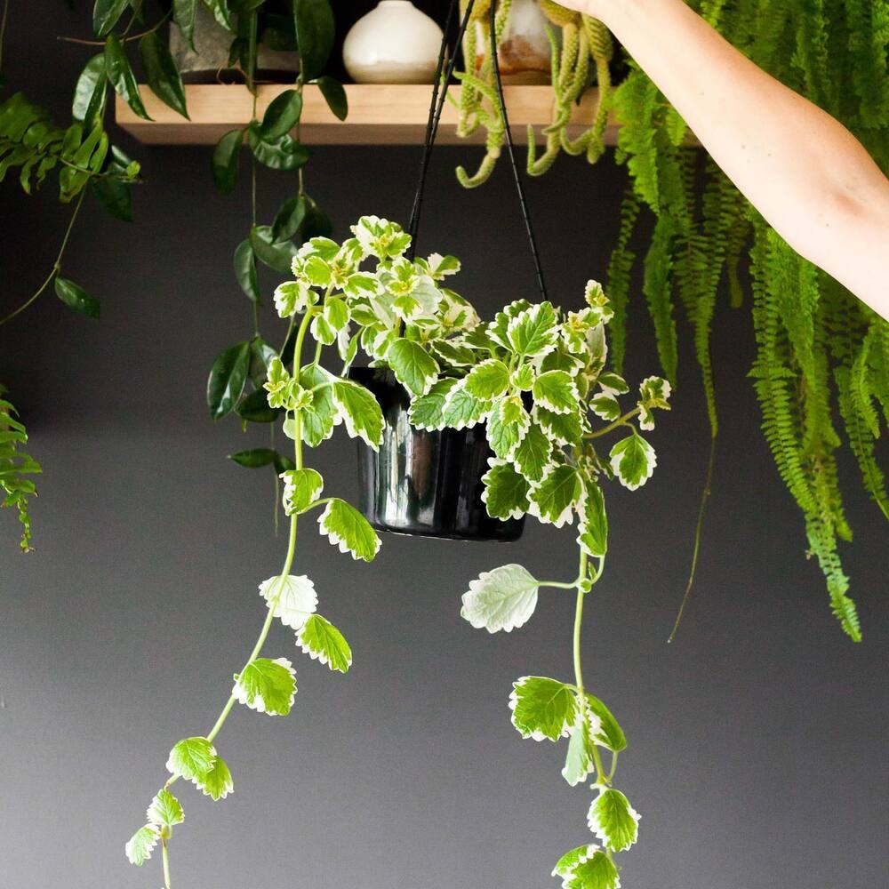 swedish ivy is a fast grower houseplant that also exhibits growth during winter months