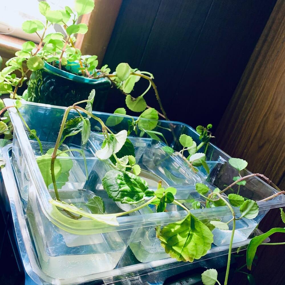 swedish ivy growing in water