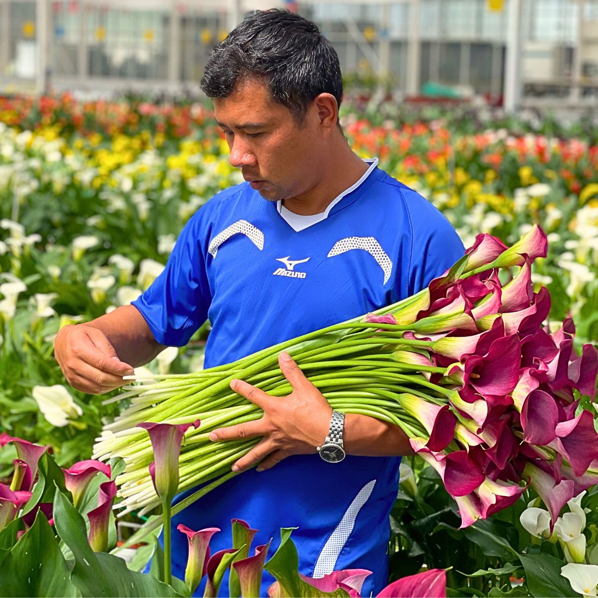 Sustainability Defined - Understanding the Meaning of This Concept in Floriculture