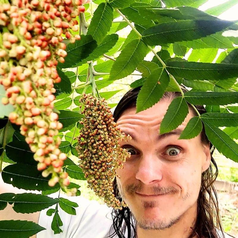 Caring Guide for Staghorn Sumac (Rhus Typhina)