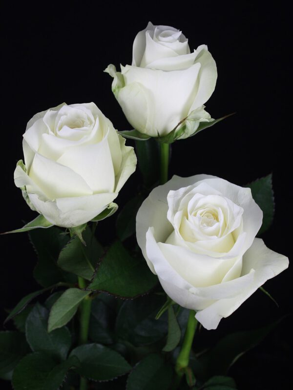 White Roses For Christmas Proud Rose