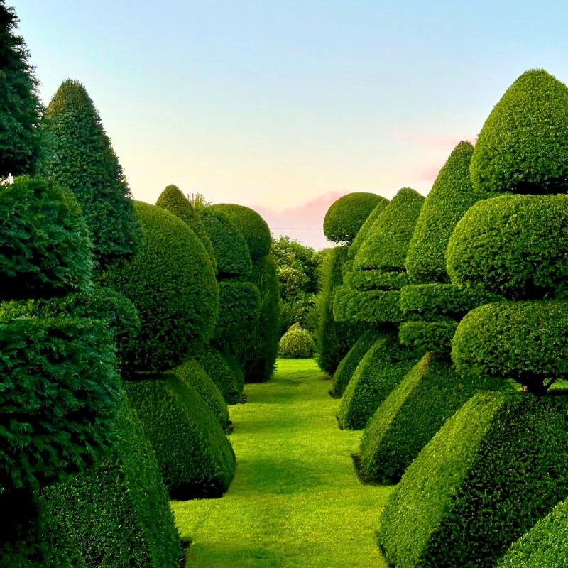 Evergreen Shrubs