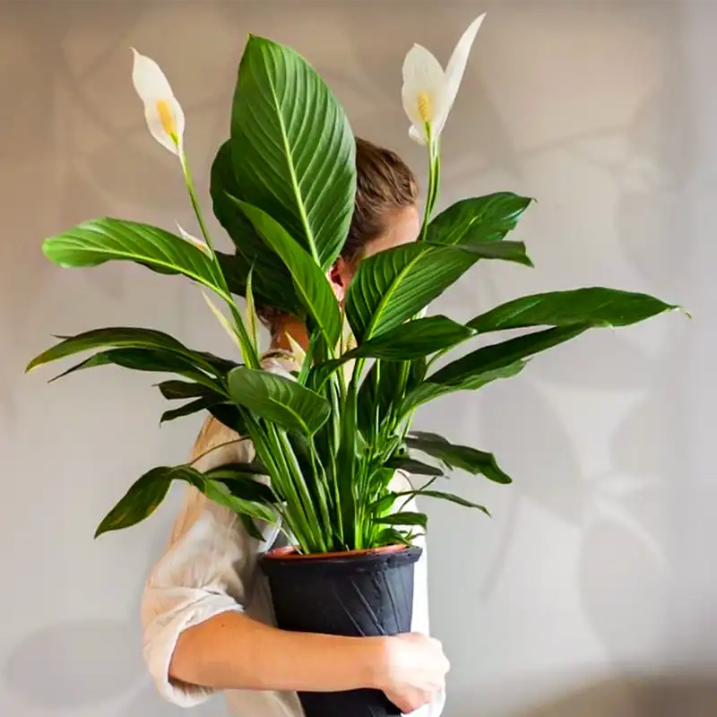 peace lily featured