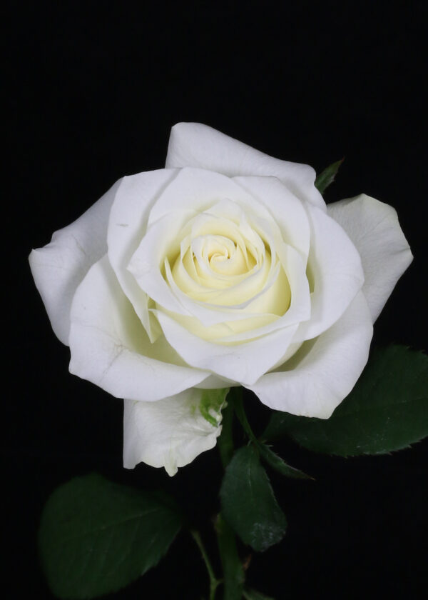 White Roses For Christmas Epic White Rose