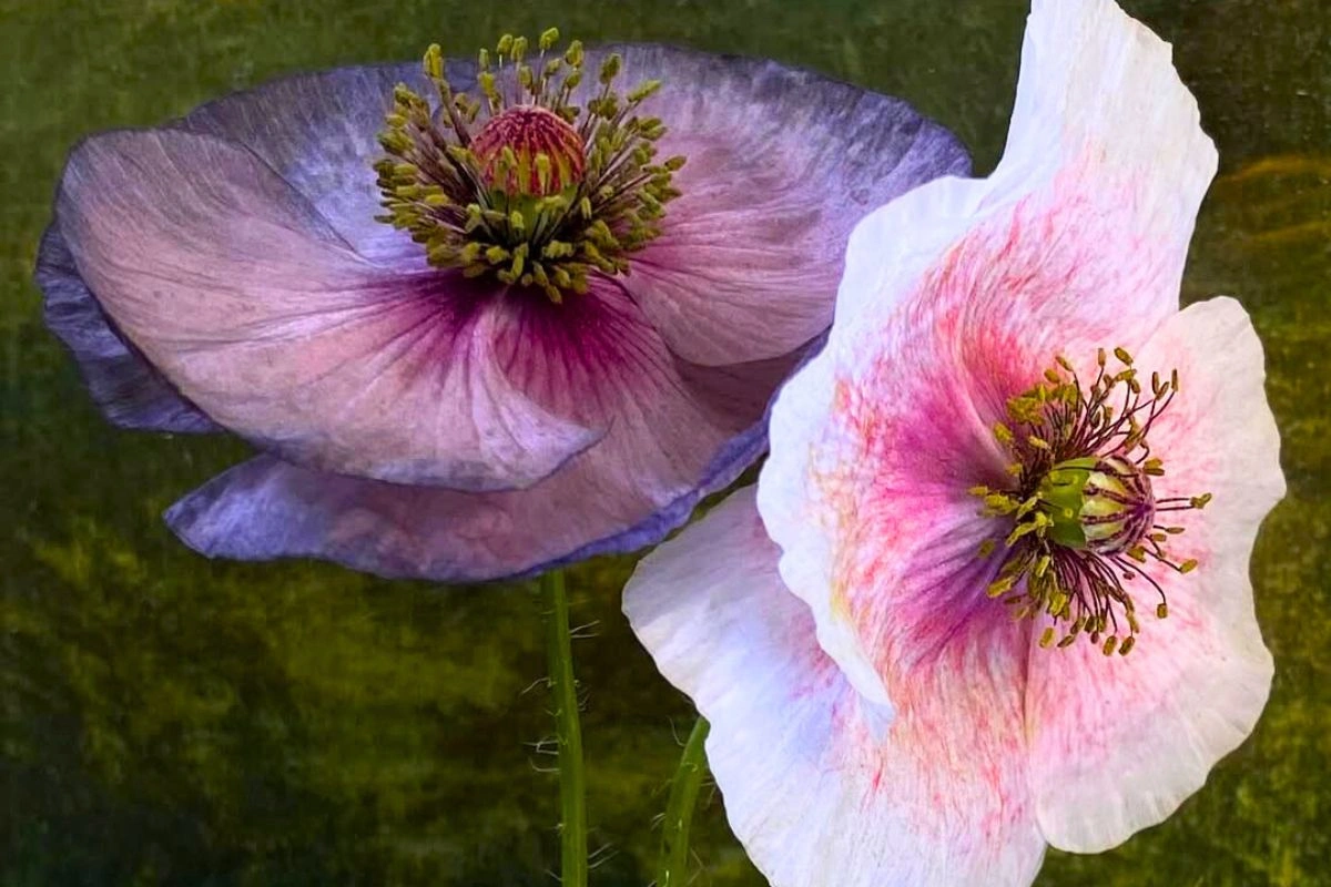 Manon Paardenkooper and Her Floral Photography