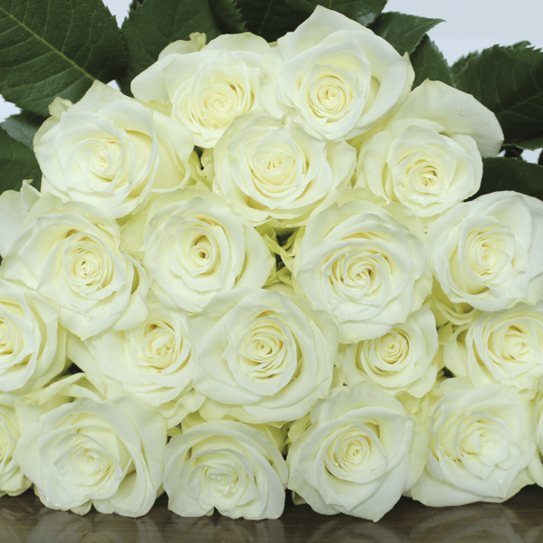 These Are The Best White Roses For Christmas Mia Rose