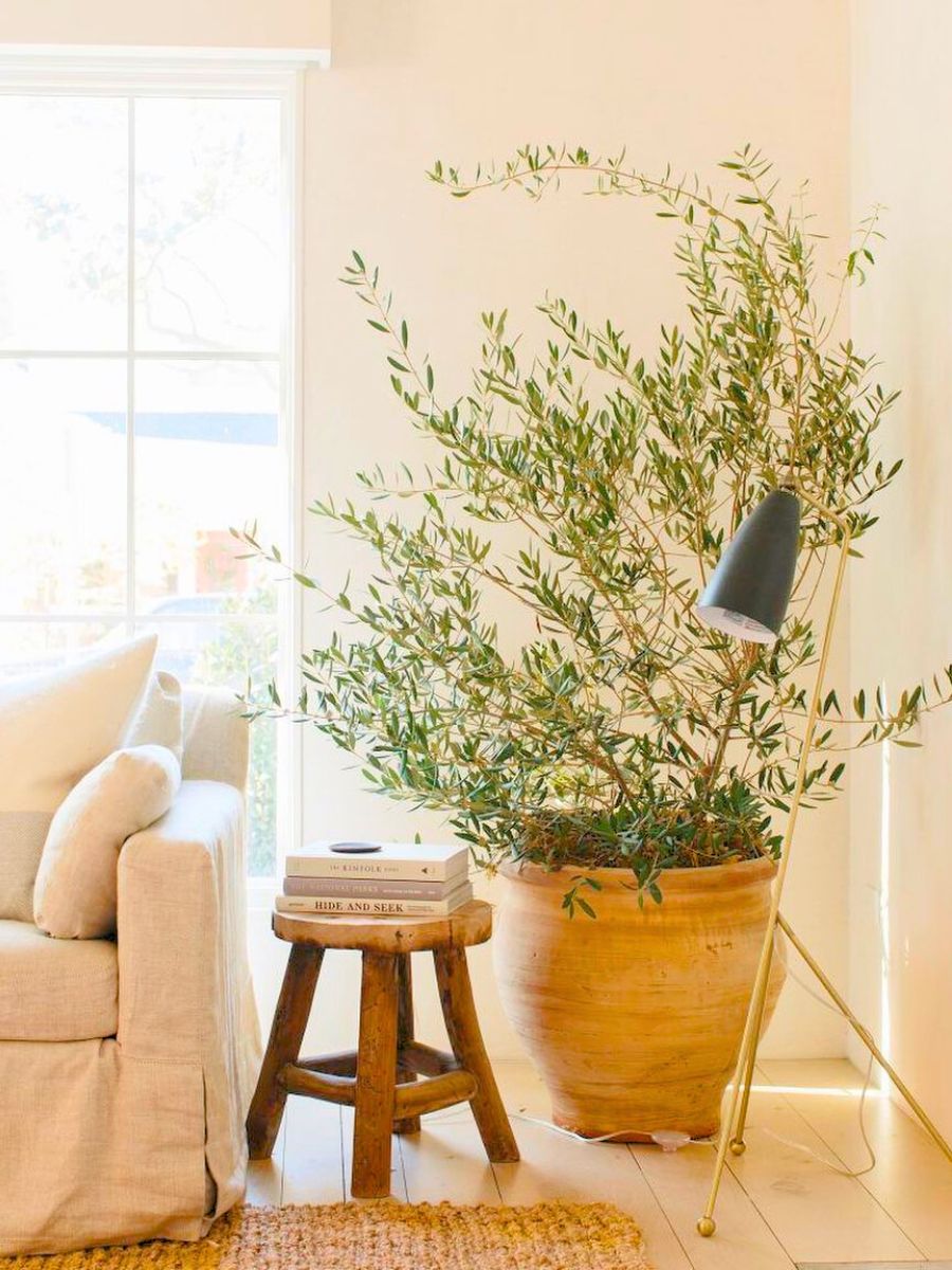 Olive tree plant in a living room