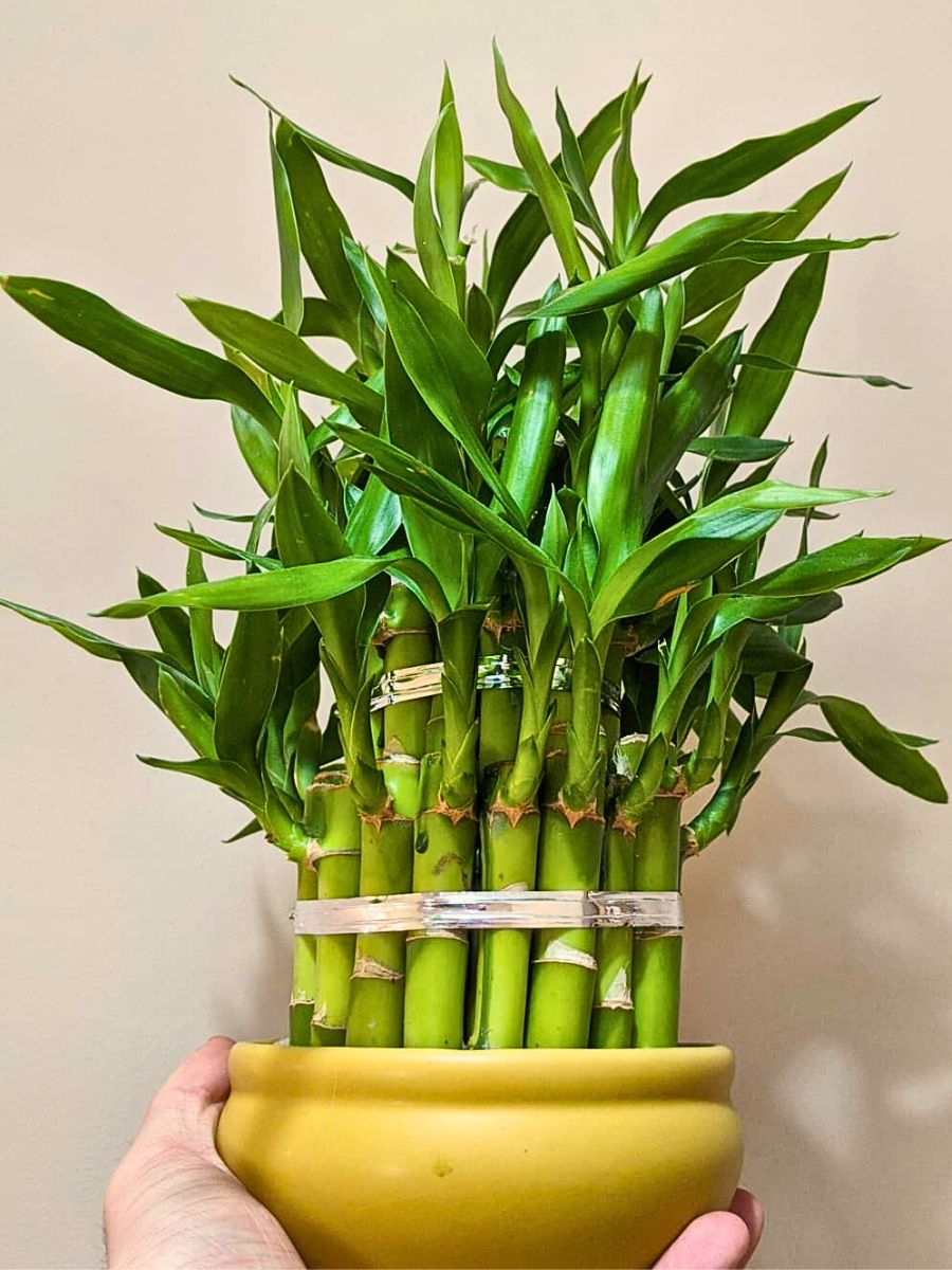 Know About the Lucky Bamboo Plant