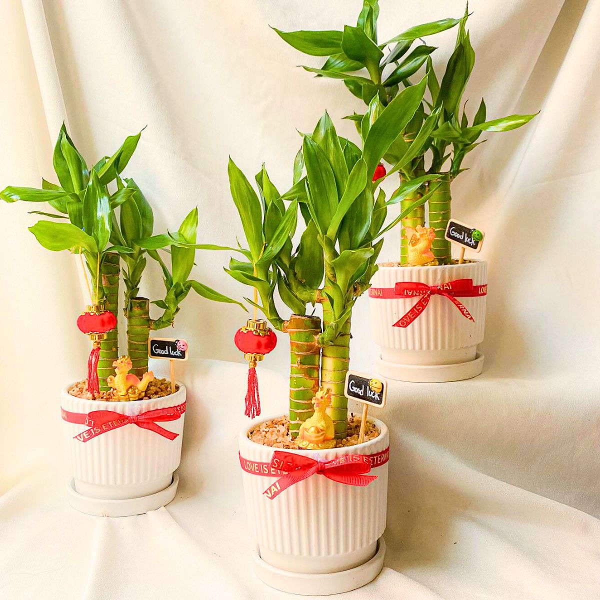 Know About the Lucky Bamboo Plant