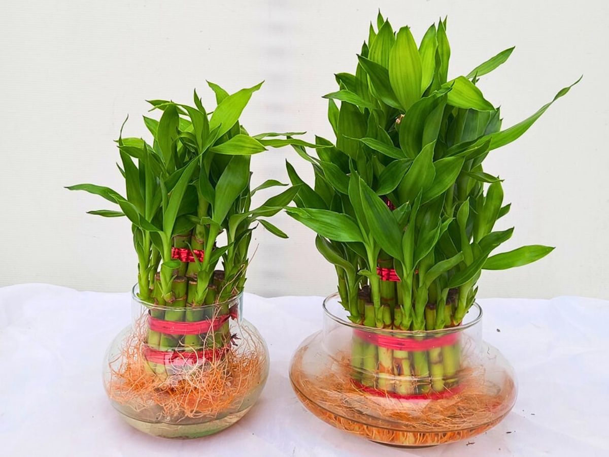 Know About the Lucky Bamboo Plant