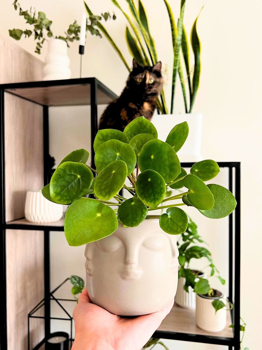 Chinese Money plant in a white interior