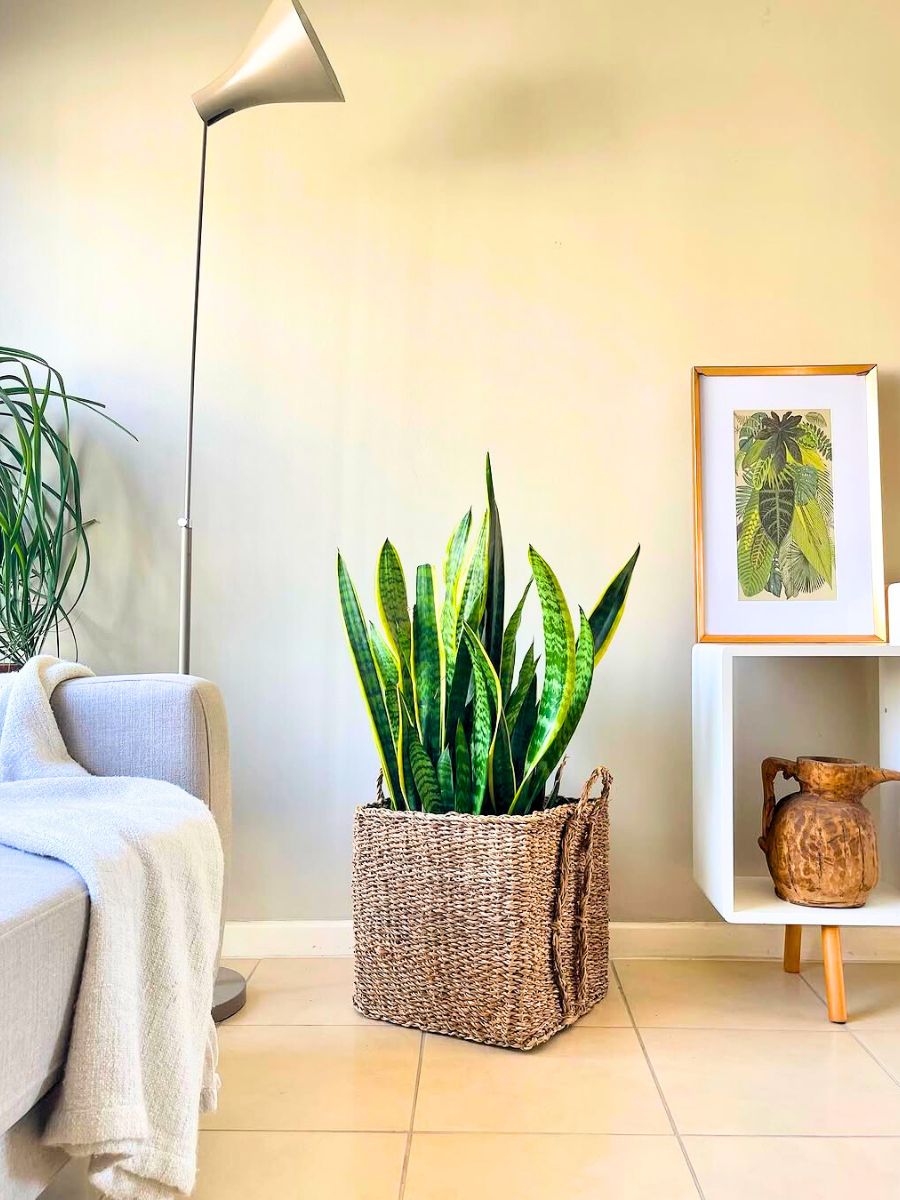 Sansevieria Dracaena Trifasciata Scandi interior