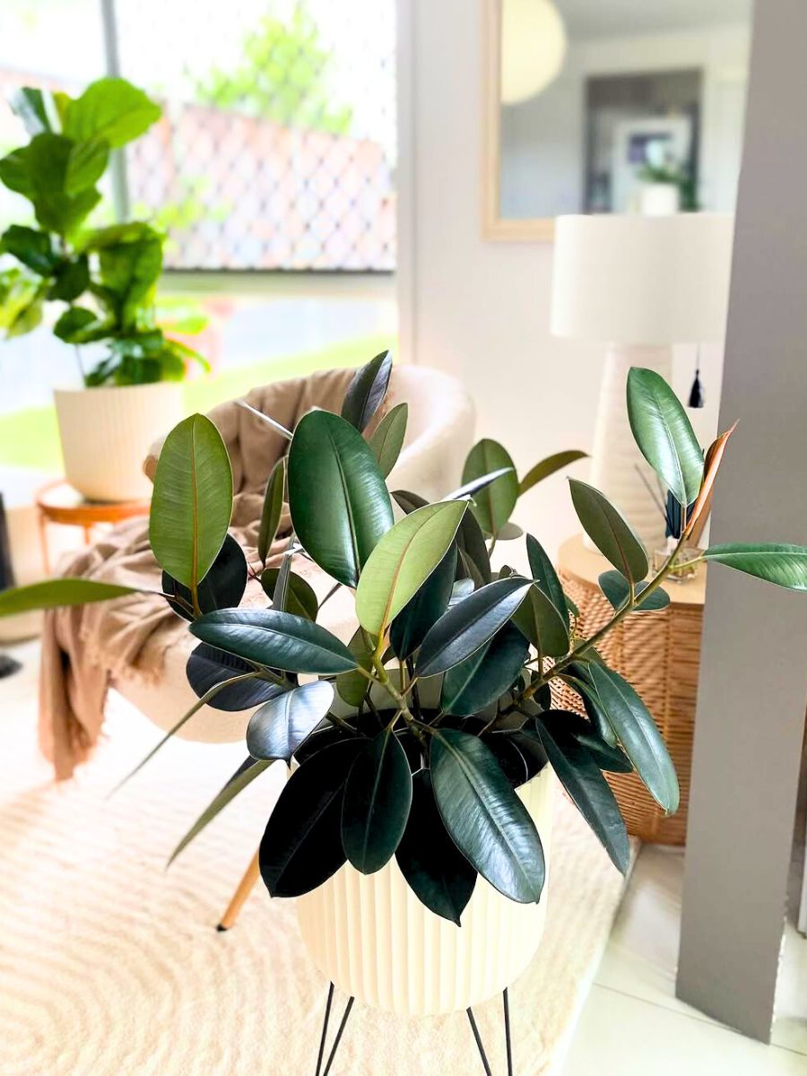 Rubber plant for a Scandi interior