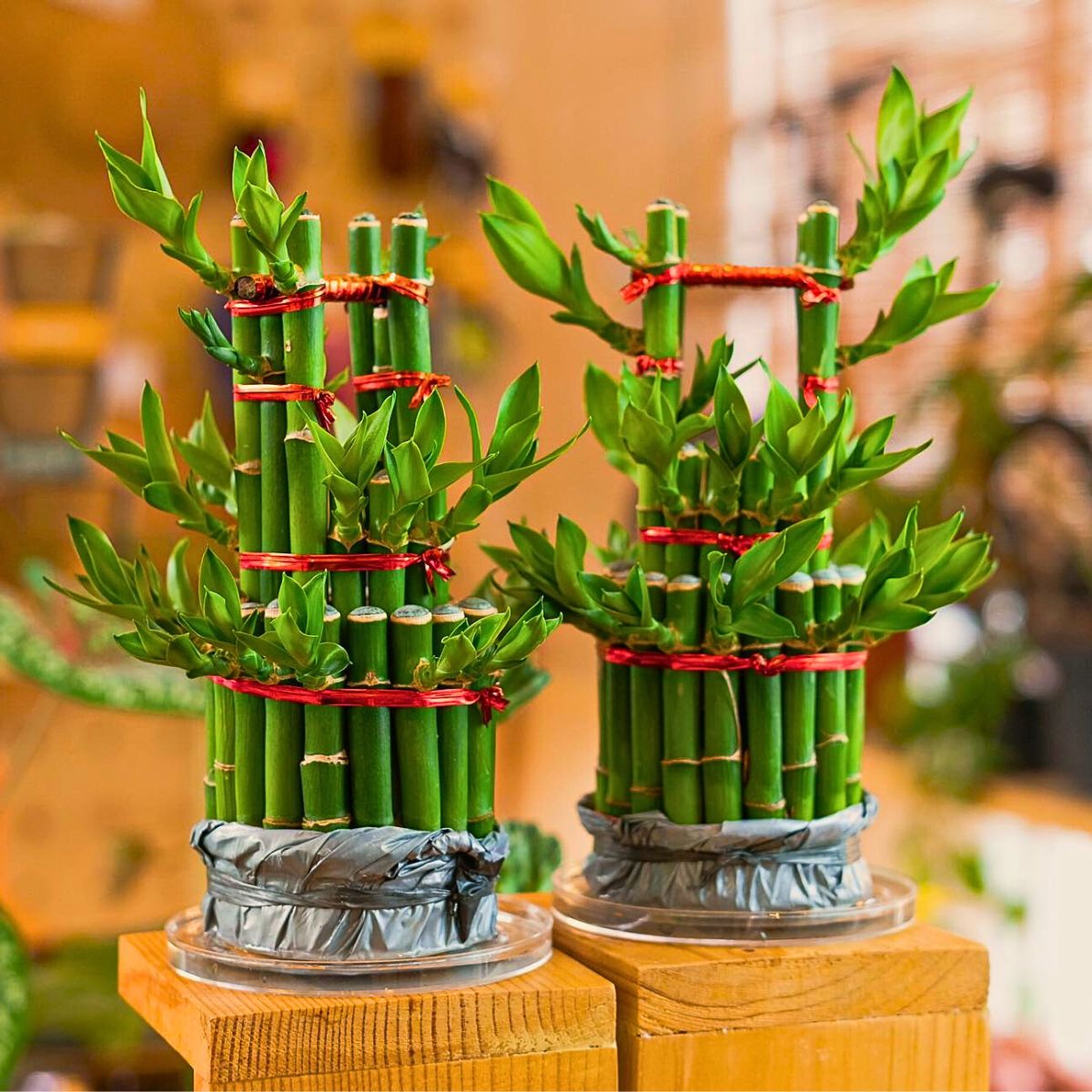 All There Is to Know About the Lucky Bamboo Plant