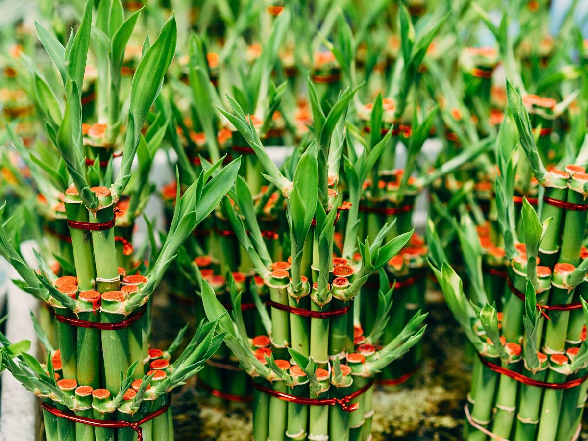 All There Is to Know About the Lucky Bamboo Plant