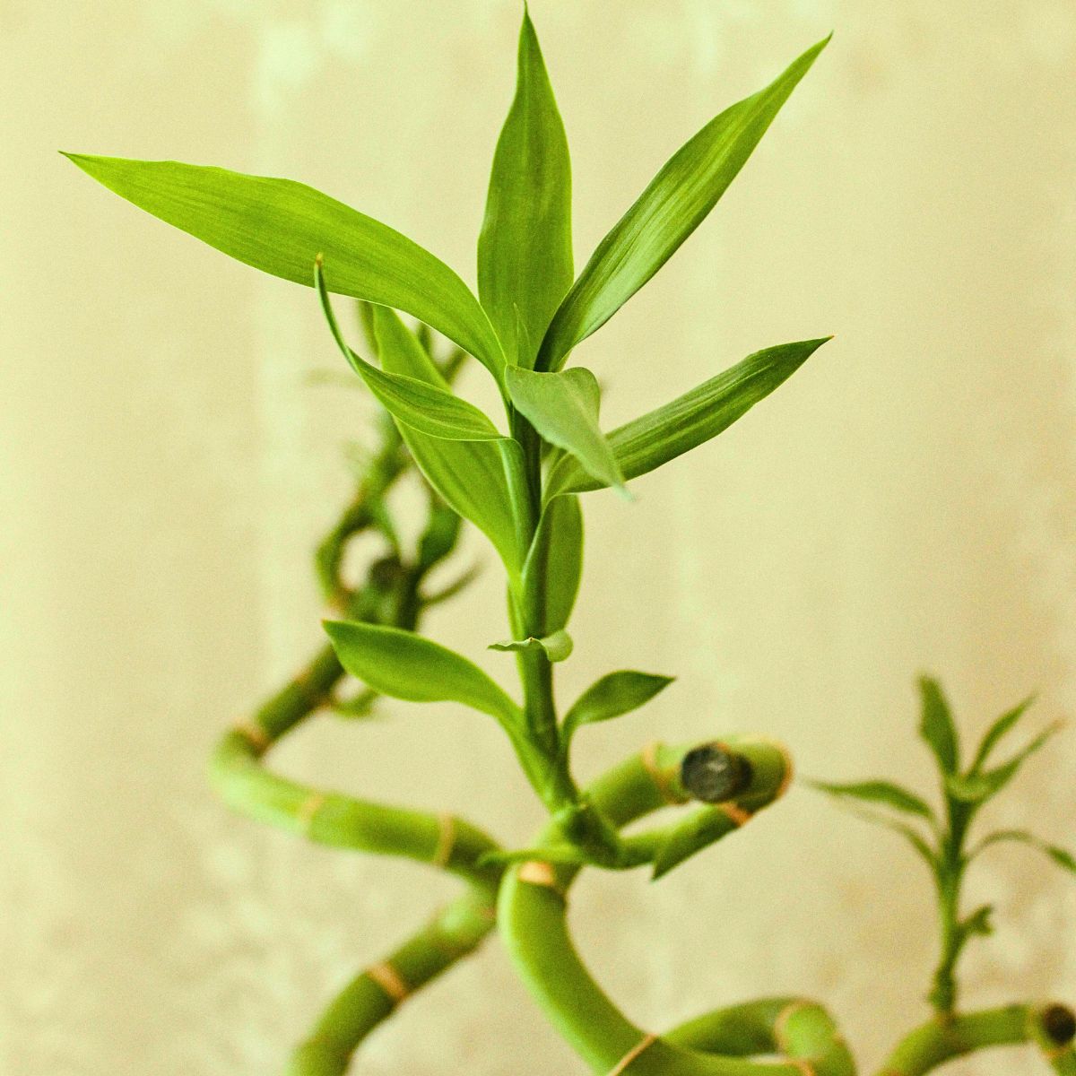 Know About the Lucky Bamboo Plant