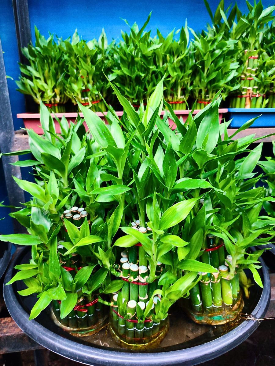 About Lucky Bamboo Plant Also Called Dracaena Sanderiana