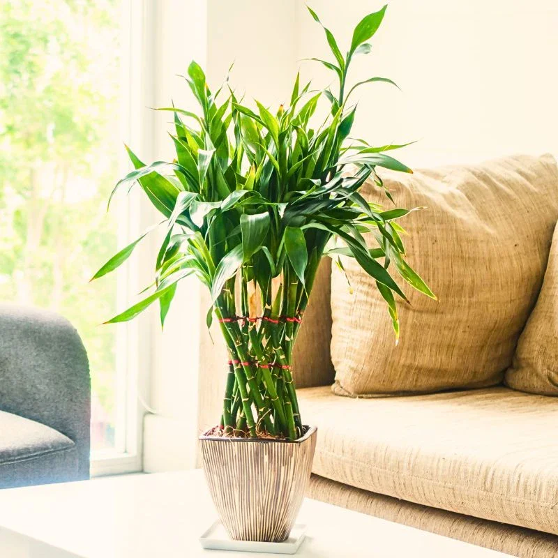 The Lucky Bamboo Scientifically Known as Dracaena Sanderiana