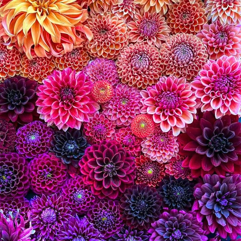 Dahlia flowers