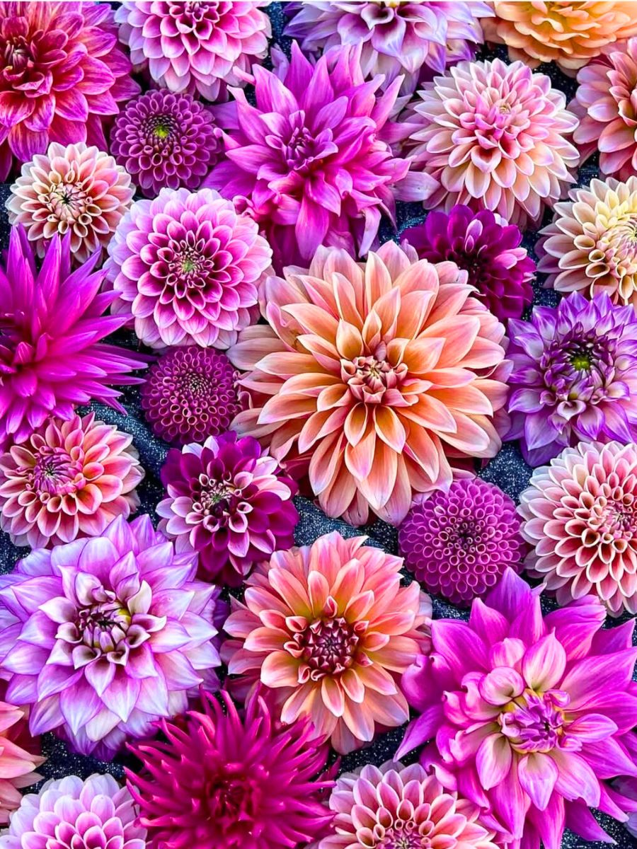 Range of pink dahlia flowers in different tones